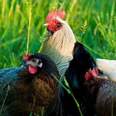 happylifefarms's profile picture. 