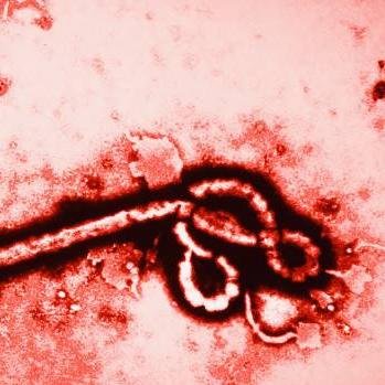EbolaOfficiel Profile Picture