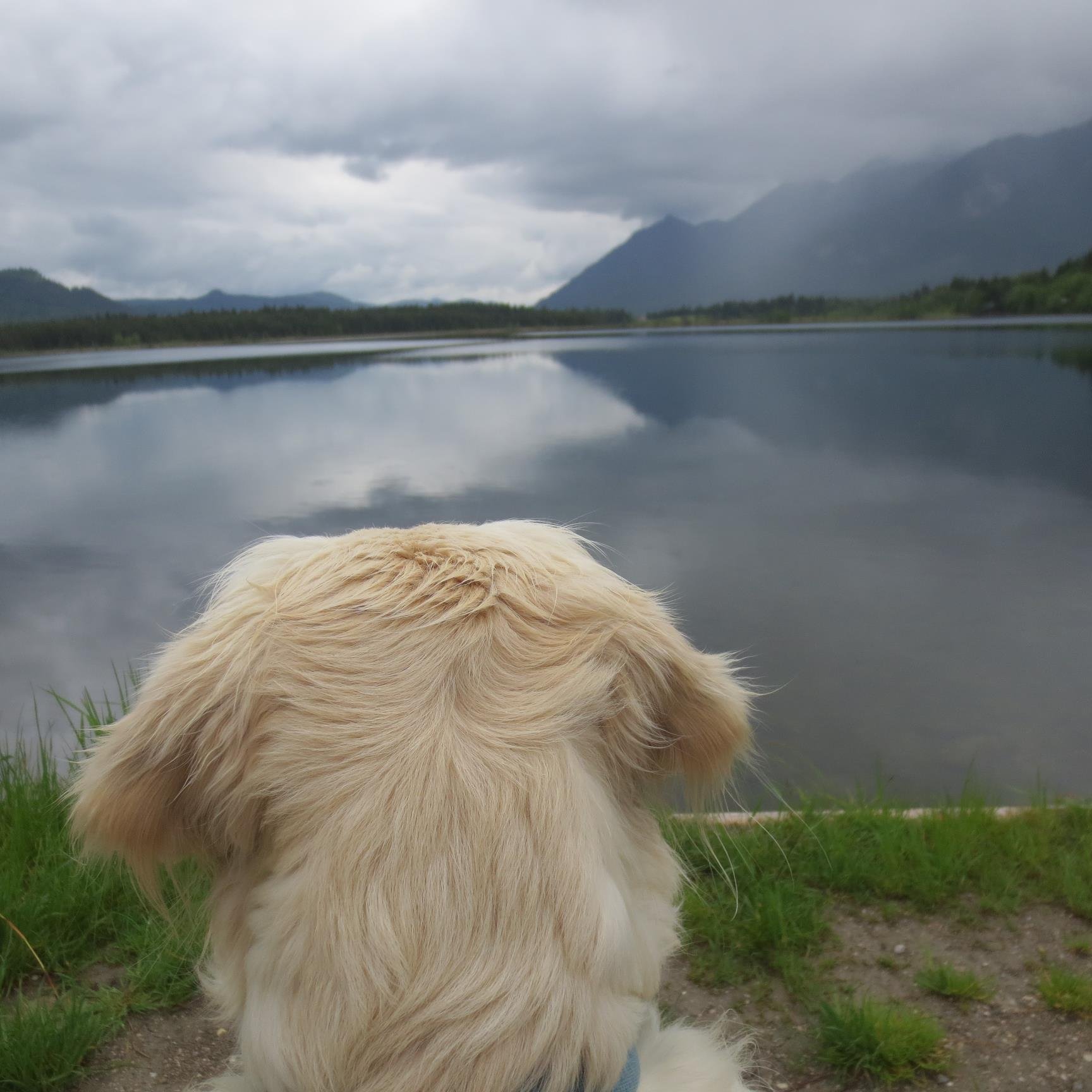 VfB Stuttgart 1893 since 1985| #VfB | Formel 1 | #TeamGoldenRetriever | Liebt die
 Berge & Florida | Electronic music