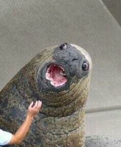 KmacRacer's profile picture. 