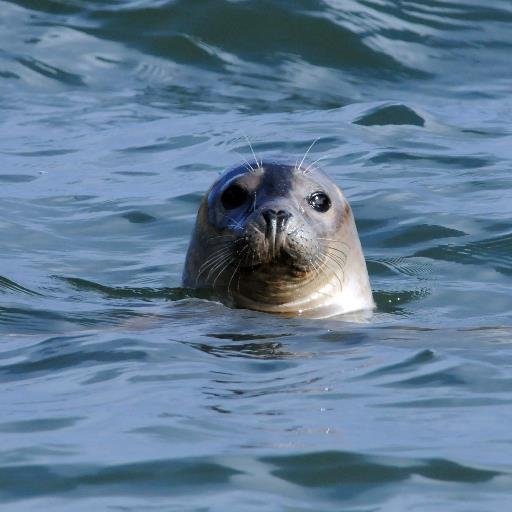 wildphotos1's profile picture. 