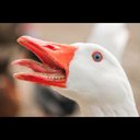 brandon craven - @bran_is_a_chinq - Twitter