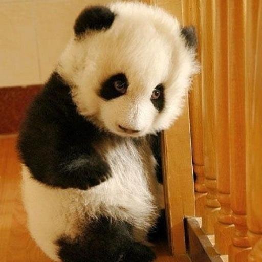 Cute lonely little pooh looking for a family. [RP]