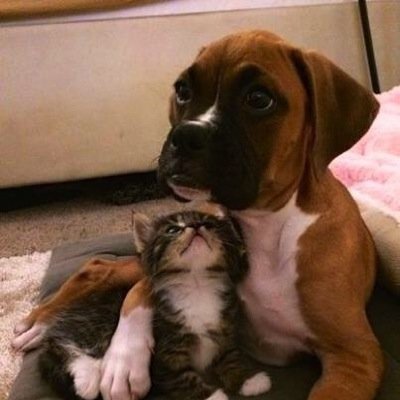 idcunlessuradog's profile picture. 