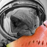 pavel (@kernelfail) 's Twitter Profile