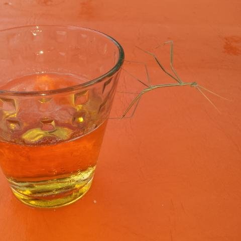 mcampestres1's profile picture. 