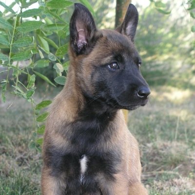 Place for everything Malinois. Share pics, clothing, litter etc..