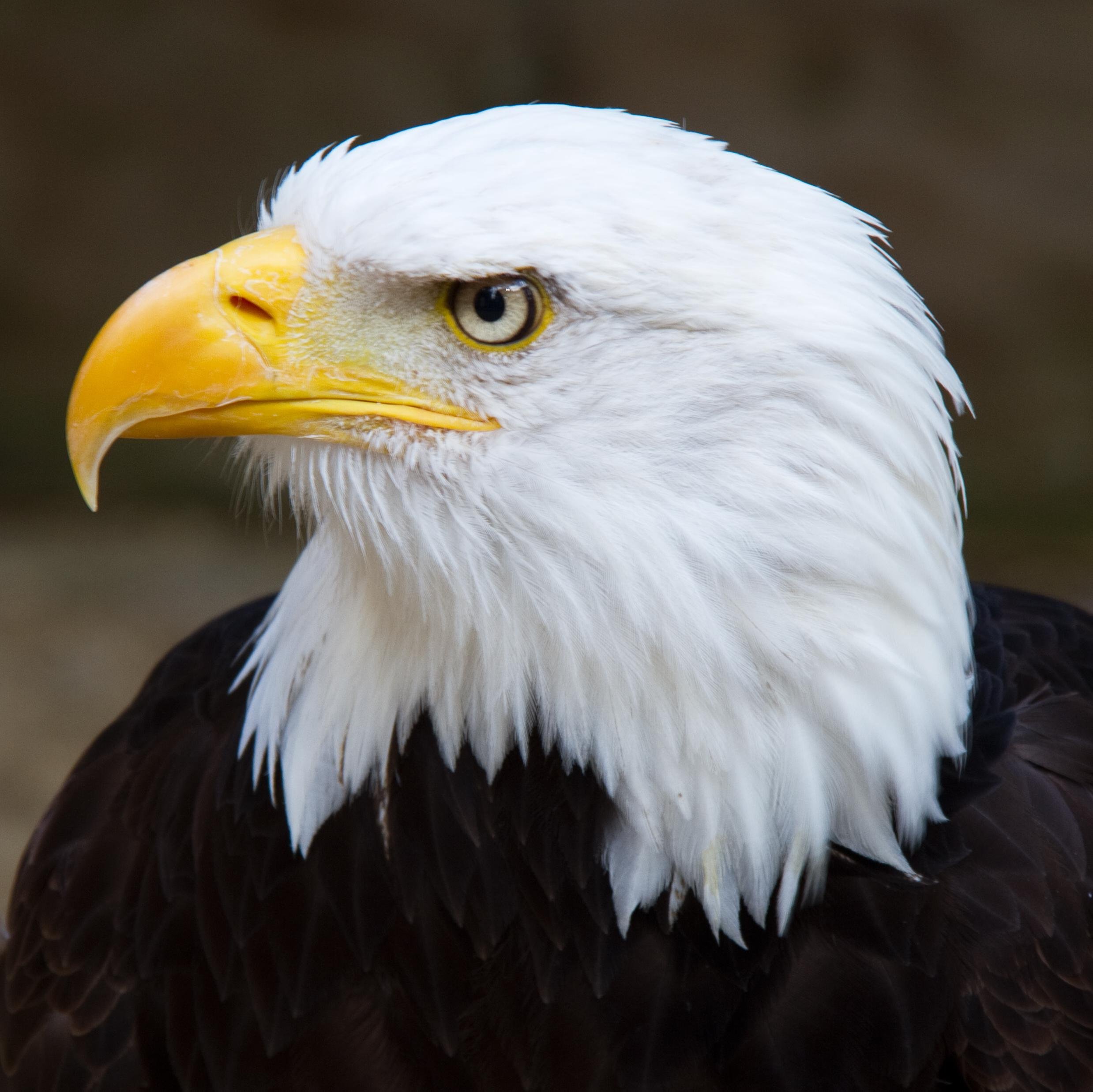 This represents me because it is my favorite animal