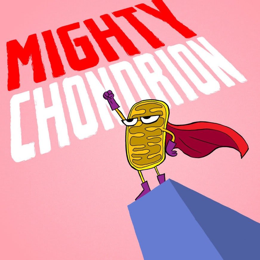 Hi I'm Mighty Chondria, I live in the cytoplasm of a liver cell. I fuel the cells activities and am the backbone of this cell. Without me you can't survive. MVO