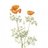 edenflorilegium's profile image