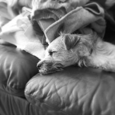 Eat, Bark, Sleep Repeat. #BTposse