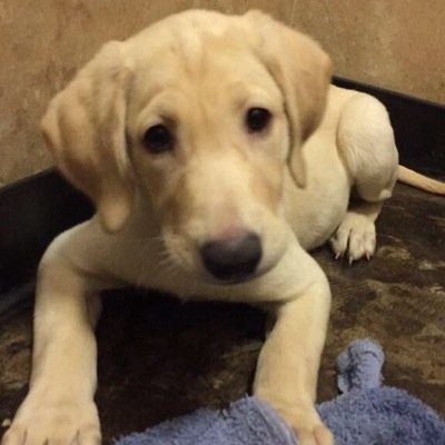 yo im kians dog and im really cute