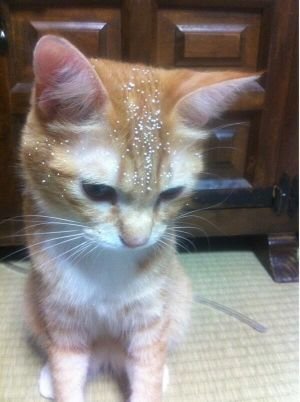 猫が好きです