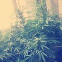 Allan McCall  - @ASVPxAYZ - Twitter