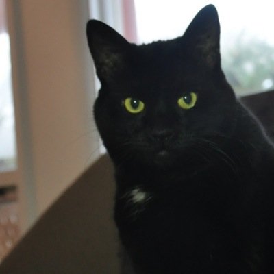 quotes from my cat