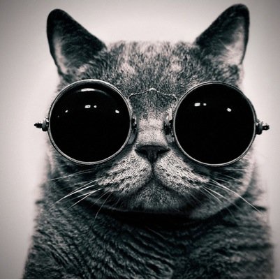 Posting the purrrrrfect cat facts on the daily. 
ME-WOW!