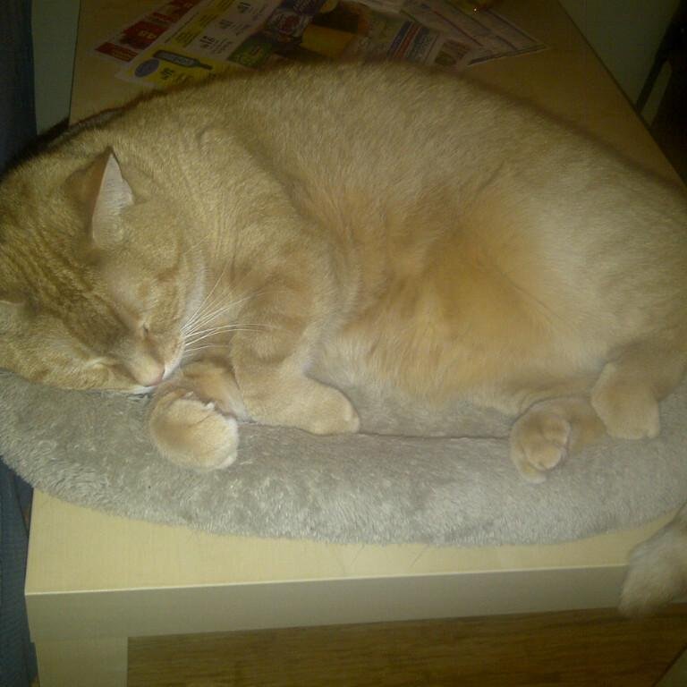 Aperture_Cat's profile picture. I'm a cat on the Internet.