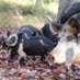 Applecheek Farm (@applecheekfarm) Twitter profile photo
