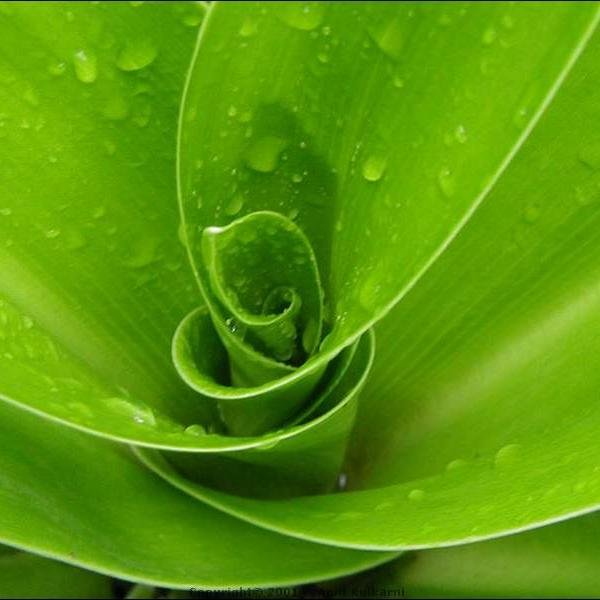Some of the most amazing plants, info about them, and more!
