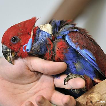 The University of Sydney's Exotic Pet and Wildlife Hospital is the only purpose-built, university-run hospital in Australia with state of the art facilities.