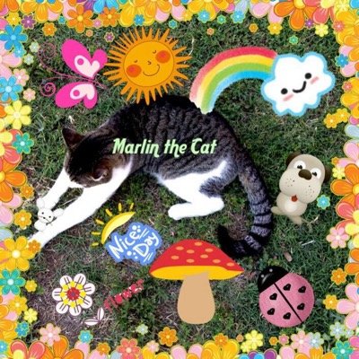CatMarlin's profile picture. I am a seven year old American Short Hair. I love meow mix, my human and birds (it's complicated).