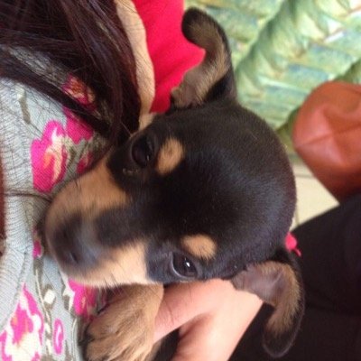 pipelette's profile picture. 