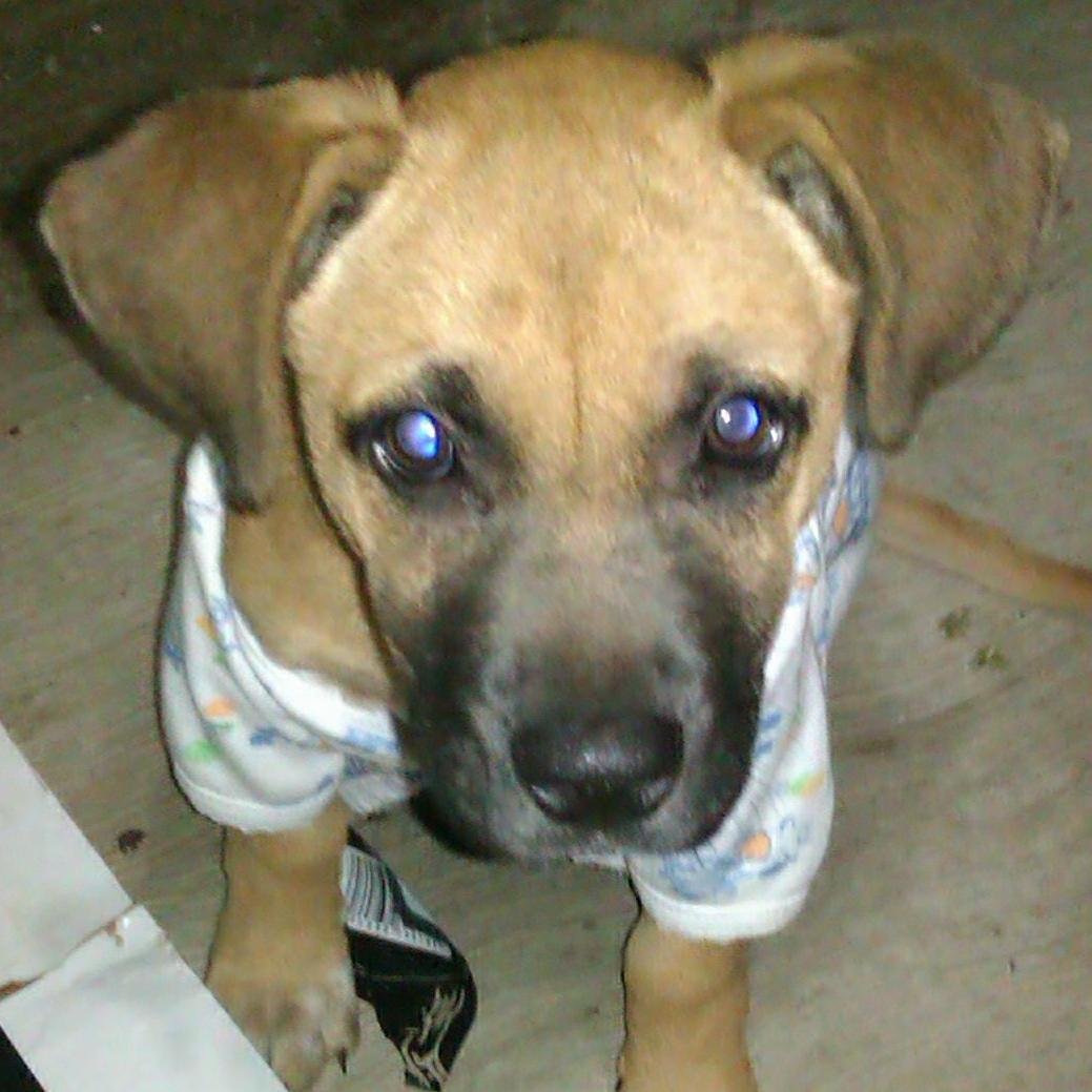 Mientras tenga un perro conmigo, jamás me sentiré solo, porque su tierna mirada y el movimiento de su cola me dicen: eres la razón de mi vida, te amo.