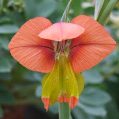 plantsmith | designer | observer | writer | artist