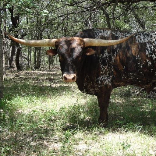 Copper Creek Ranch is a family-owned ranch in Llano, Texas.  We raise registered Longhorn Cattle and natural grass-fed beef.