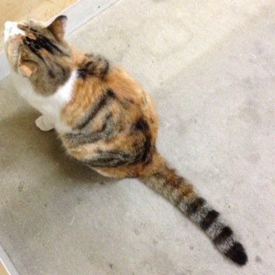 水どう / CKB / 猫もふ団☆ / 2014年8月31日午前8時36分 愛猫ぐーちゃん(17歳3ヶ月)虹の橋へ / カメラとスイーツ☻ほぼぼやき / たまにヨコハマ / Canon70D / mcs 化学物質過敏症 故に非接種💉 特技はニオイが見えること😵‍💫