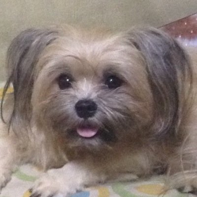 mystearica07's profile picture. ultimate gamer, bookaholic and proud animal lover 3