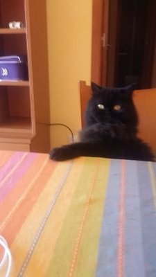 jvaromartos's profile picture. videogame collector since i cant renember..... love all type games. x68000...pcengine...msx...fm towns...8801..and actual too