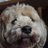 Basketballbias's profile image