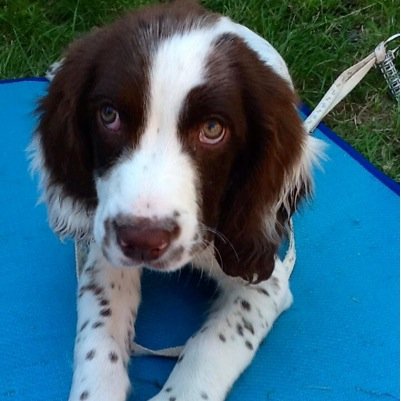 I'm a beautiful 2yr English Springer Spaniel called Bella, I love walks, water, cuddles and my cuddly babies. My Mummy and Daddy are @ncottrill & @rogercottrill