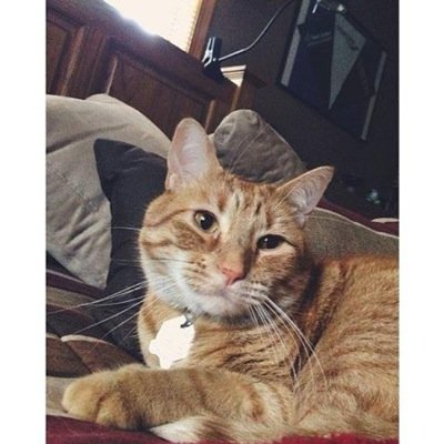 Prethecat's profile picture. Hi, I'm Pre. I like to pee and shit under @ConnorFranta's bed but he still hasn't found out.