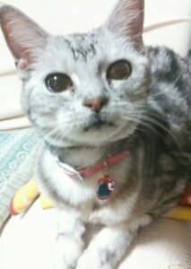 catstail333's profile picture. (｢ﾟДﾟ)｢  ｳｶﾞ－ｳｶﾞ－