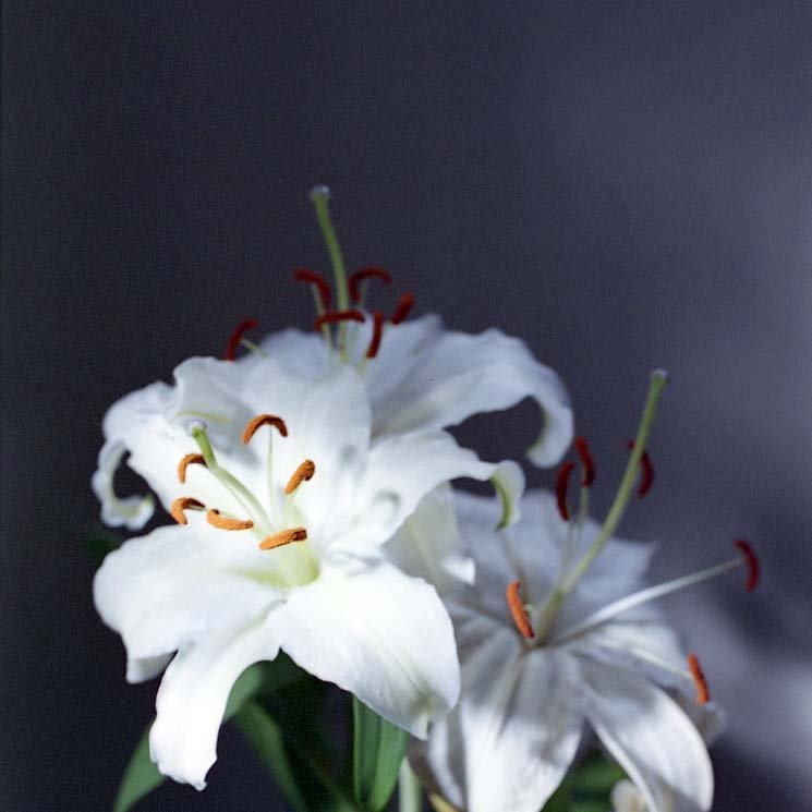 Artist / Photographer   💚About “𝗹𝗼𝘃𝗲 𝗸𝗻𝗼𝘁”🥨👇 https://t.co/fwiuLUeMui