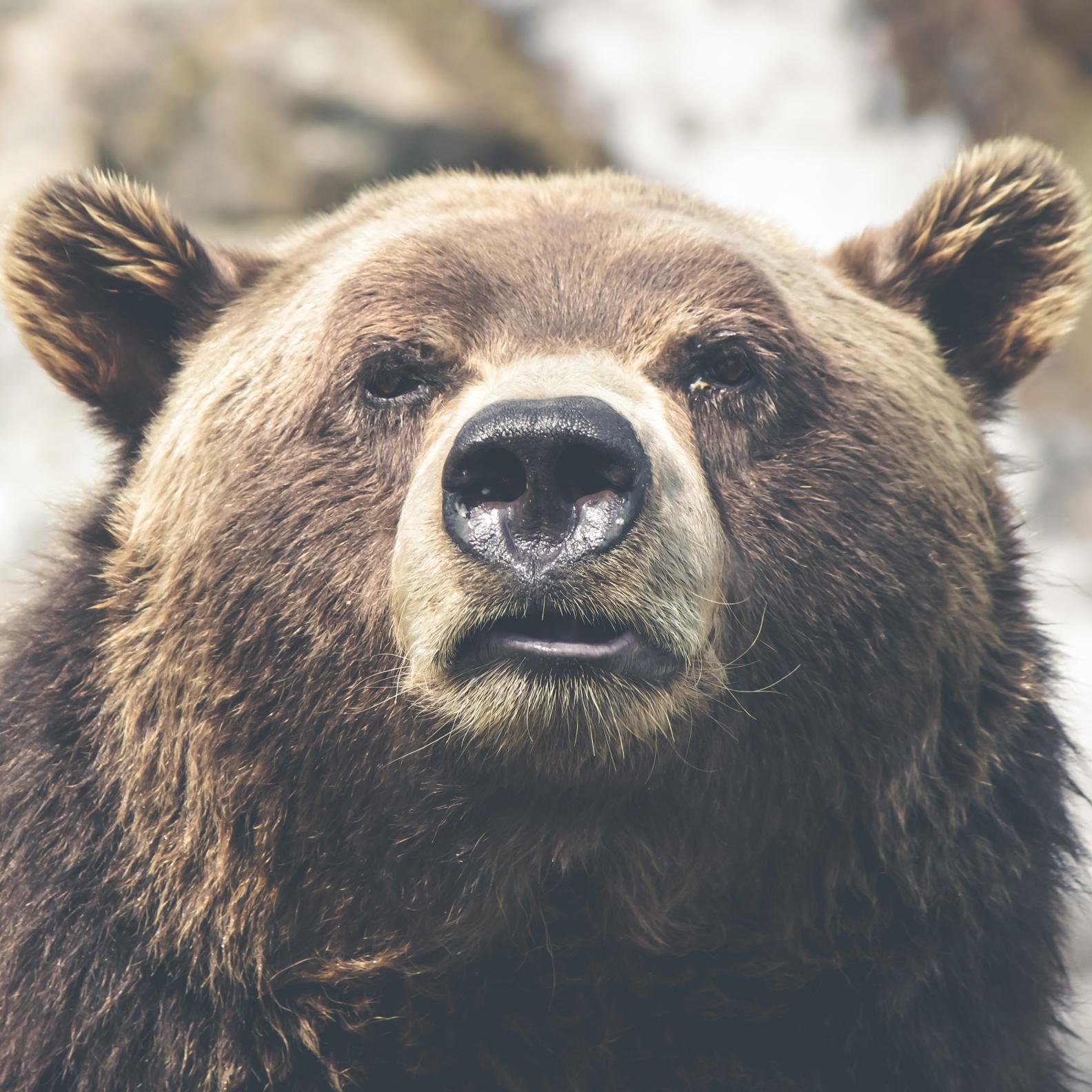 grid_bear Profile Picture