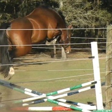 offering riding lessons in the Alachua/Gainesville/Ocala FL area. medical/science background. Been involved with horses since 1980.