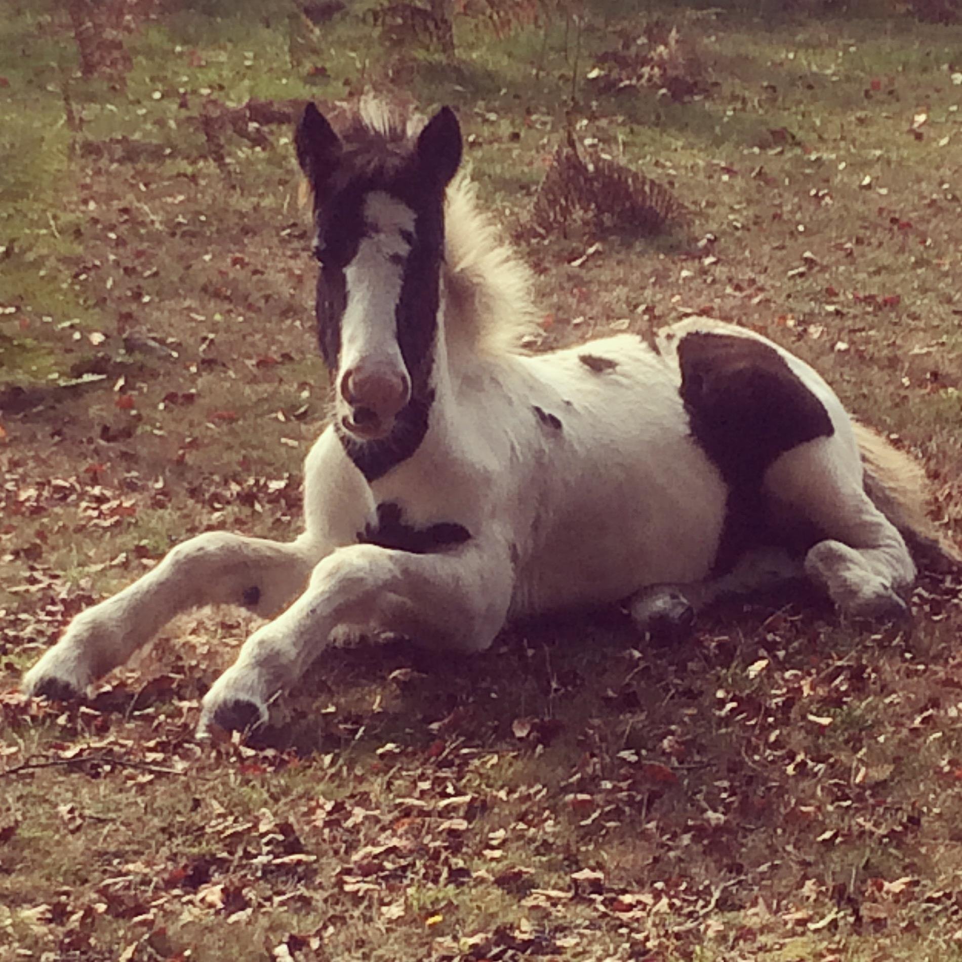 people want to put the dartmoor hill pony on the menu, help me keep dhp's off the menu, read the story sign the petition. plenty of places were u can adopt us