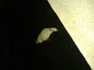 alaaty26's profile picture. 