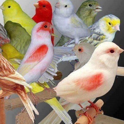 سبحان الله وبحمده سبحان الله العظيم