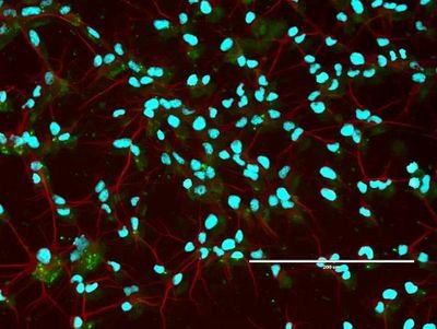 tattocarras's profile picture. Biomed. Engineering student at UF - Gaming and Science -