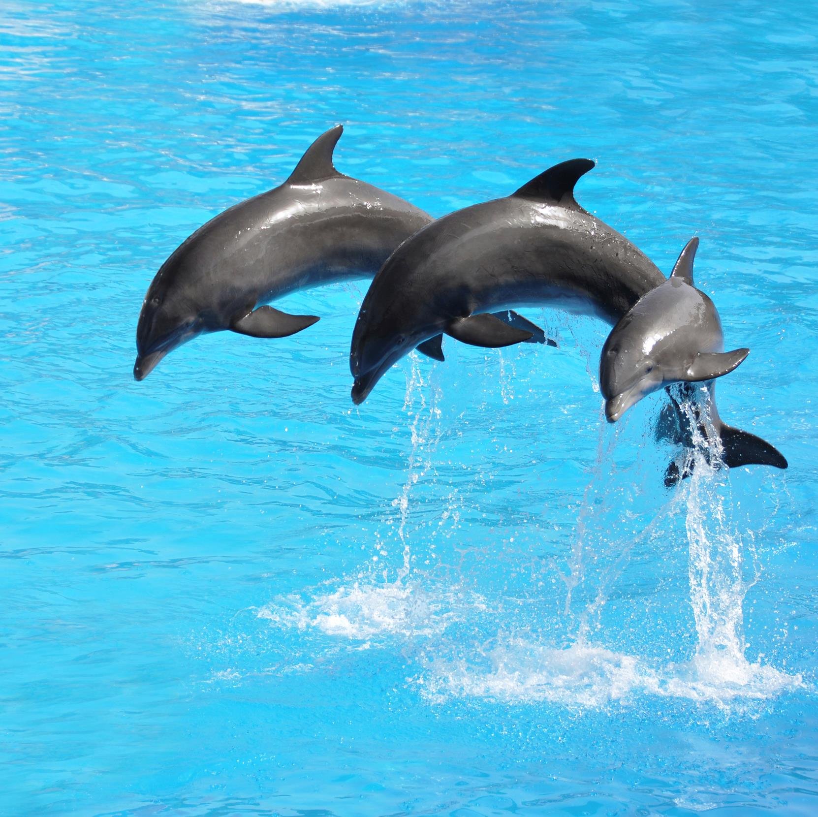 Please join this online FB event and sign all 8 petitions to stop live dolphin/whale airline transport http://t.co/zC8O2VPcHV