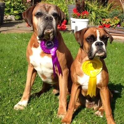 BootleBoxer's profile picture. we are on twitter!! keep up to date with Duke Dog and Miss Cinder as they enjoy their lives here in the Lake District