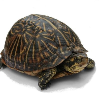 Carrying the world on my shell... one thing at a time.