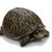 onATurtle's profile image