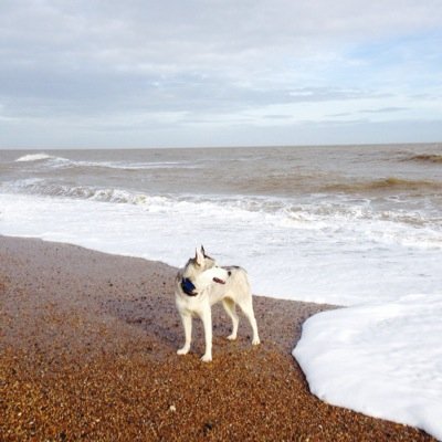 dog behaviourist and trainer based in the united kingdom.