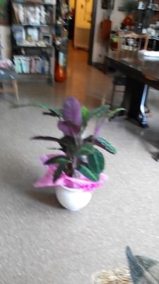 CONSOL16's profile picture. M'agrada la cuina