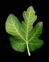 BetterFigueres's profile picture. Transparència, participació i millor qualitat de vida a #Figueres. Fem entre tots una Figueres encara millor